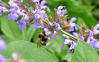 Pszczołom zagraża głód. Zasadź kwiat jeżówki, nagietka, szałwii lub wrzosu